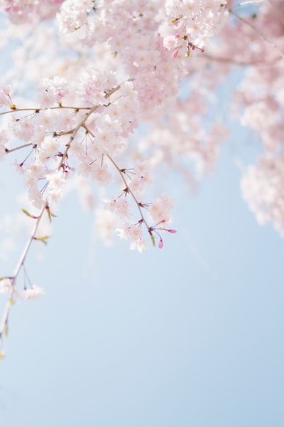 粉红花瓣花的选择性聚焦摄影